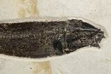 Uncommon Fossil Fish (Notogoneus) - Wyoming #300275-2